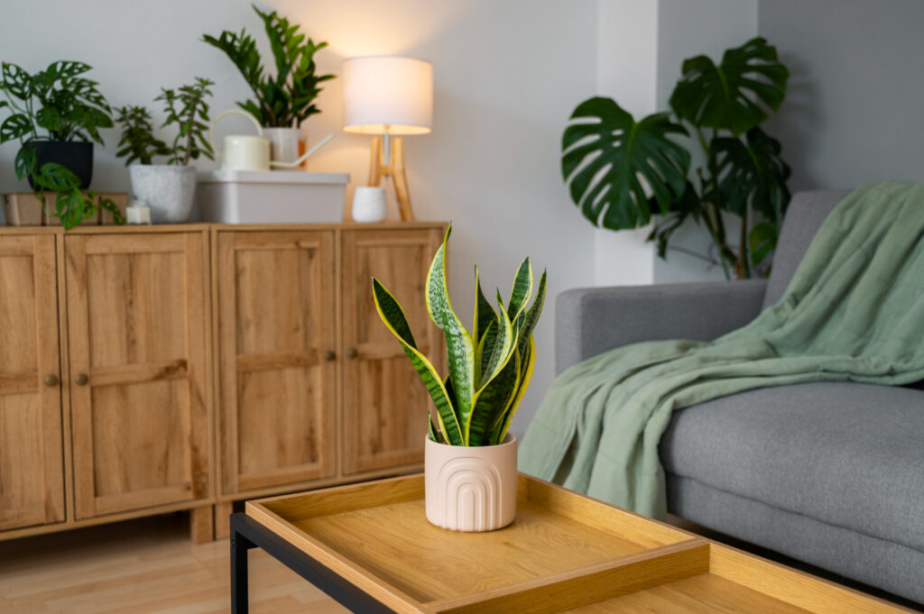A modern living room featuring a snake plant on a wooden coffee table, with a cozy green throw on the grey sofa.