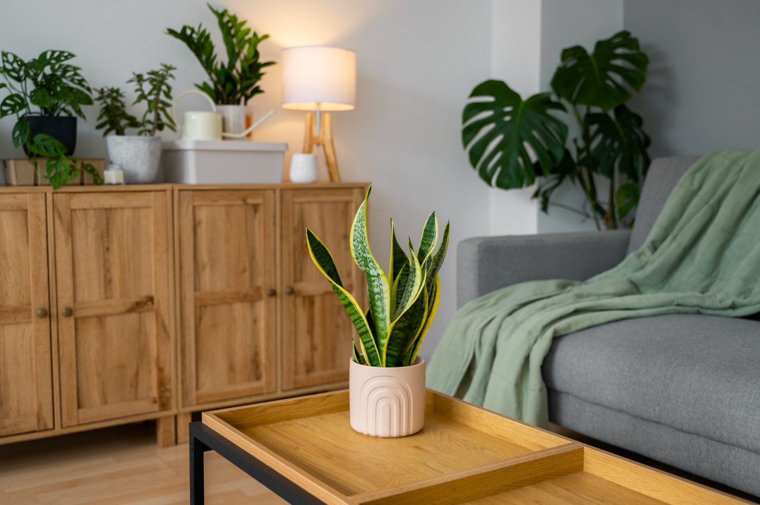 A modern living room featuring a snake plant on a wooden coffee table, with a cozy green throw on the grey sofa.